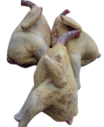 مرغ پاک شده فی کیلو